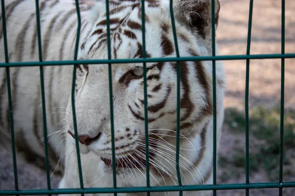 Smutný Krásný Bílý Tygr Zoo Voliéře — Stock fotografie