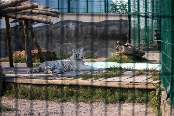Triste Hermoso Tigre Blanco Zoológico Aviario — Foto de Stock