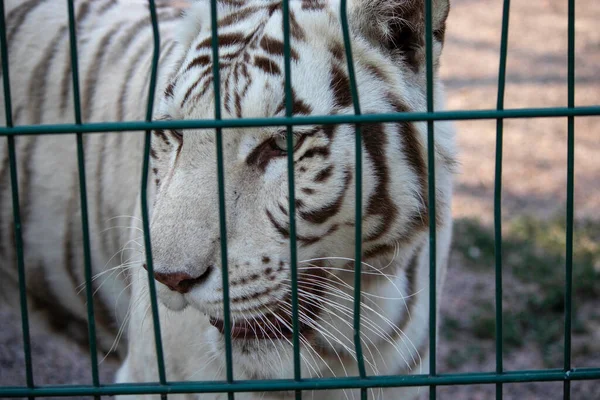 Trieste Mooie Witte Tijger Dierentuin Volière — Stockfoto