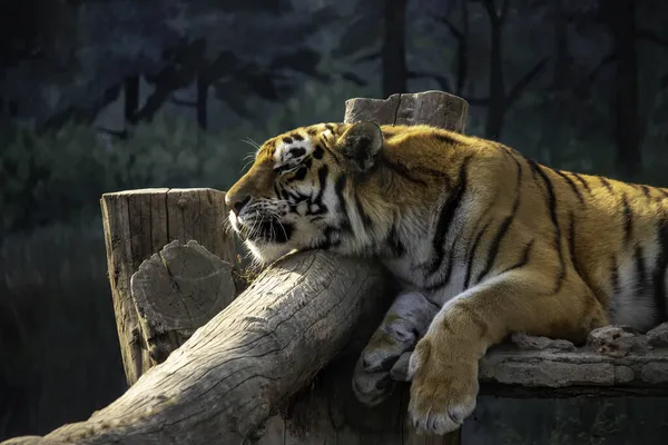 Сумний Красивий Червоний Тигр Лежить Авіації — стокове фото