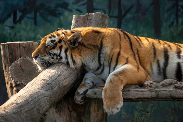 Sad Beautiful Red Tiger Lies Aviary — Stock Photo, Image