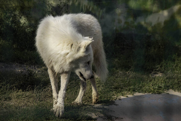 Белая волчица грустно гуляет по вольеру