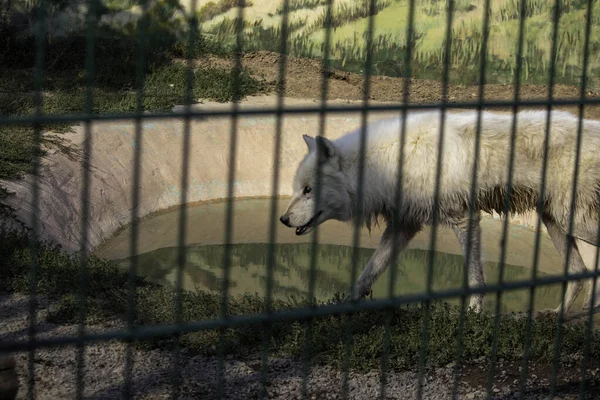 Blanco Ella Lobo Camina Tristemente Aviario — Foto de Stock