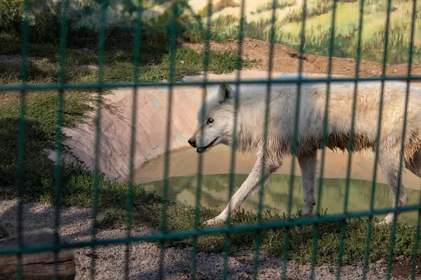 Blanco Ella Lobo Camina Tristemente Aviario — Foto de Stock