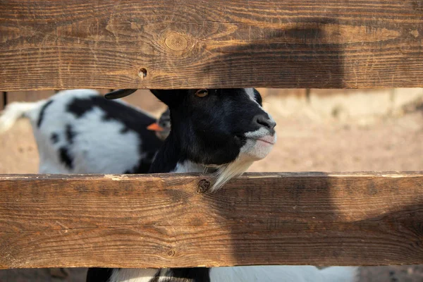 Uma Pequena Cabra Espreita Entre Tábuas Cais — Fotografia de Stock