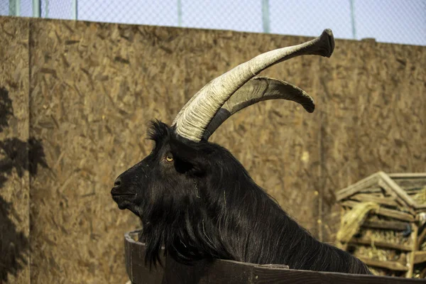 Big Goat Big Horns Wooden Paddock — Stock Photo, Image