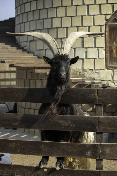 Ziege Mit Großen Hörnern Einer Hölzernen Koppel — Stockfoto