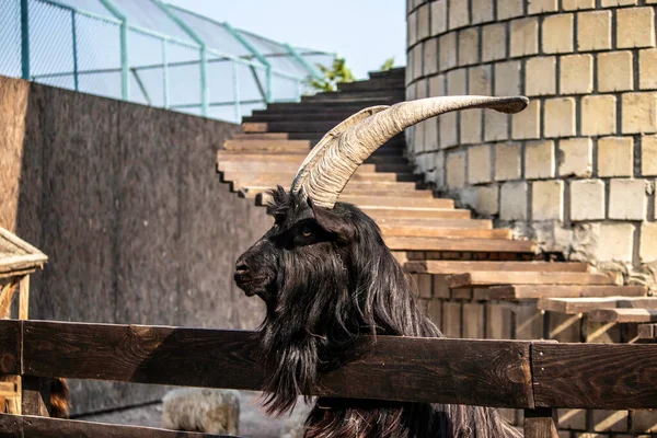 Grande Cabra Com Chifres Grandes Cais Madeira — Fotografia de Stock