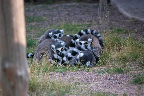 Lémures Peludos Yacen Juntos Colas Hinchadas Rayadas Calientan Entre — Foto de Stock