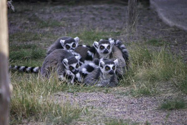 Pelzige Lemuren Liegen Zusammen Gestreifte Schwänze Wärmen Einander — Stockfoto