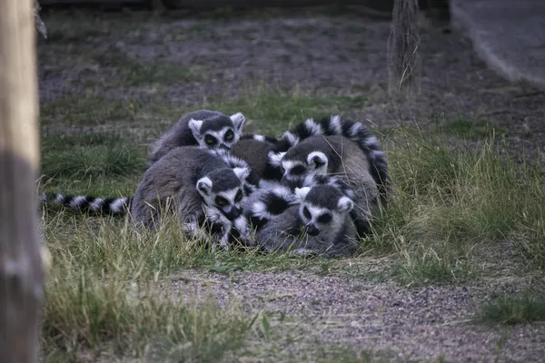 Lémures Peludos Yacen Juntos Colas Hinchadas Rayadas Calientan Entre — Foto de Stock