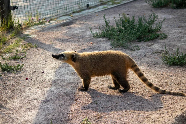 Mapache Acurrucado Una Bola Durmiendo Una Rama — Foto de Stock