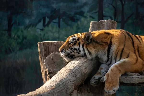 Traurig Schöne Rote Tiger Liegt Einer Voliere lizenzfreie Stockfotos