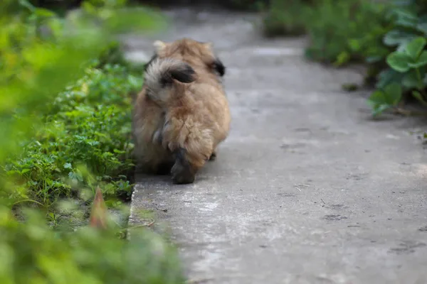 Pequeno Cachorrinho Pekingese Fofo Brincando Dia Ensolarado Quintal — Fotografia de Stock