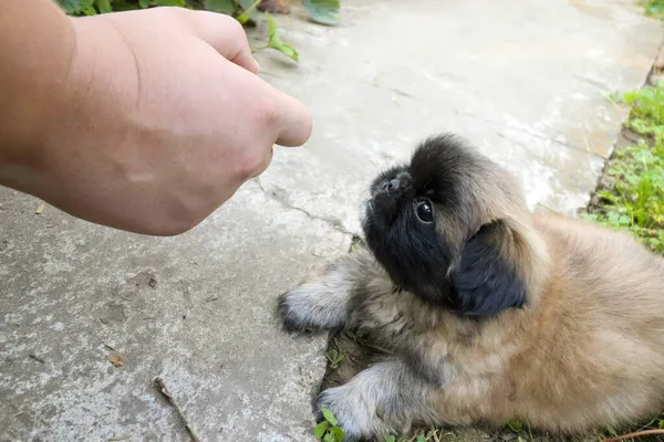 Pequeno Cachorrinho Pekingese Fofo Brincando Dia Ensolarado Quintal — Fotografia de Stock