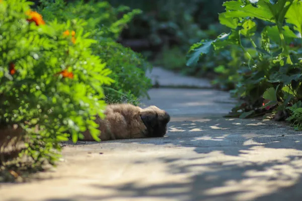 Poco Peludo Cachorro Pekín Jugando Día Soleado Patio — Foto de Stock