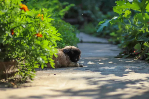 Pequeno Cachorrinho Pekingese Fofo Brincando Dia Ensolarado Quintal — Fotografia de Stock