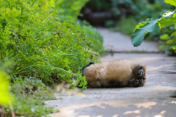 Pequeno Cachorrinho Pekingese Fofo Brincando Dia Ensolarado Quintal — Fotografia de Stock