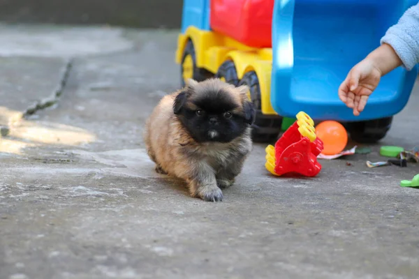 Pequeno Cachorrinho Pekingese Fofo Brincando Dia Ensolarado Quintal — Fotografia de Stock