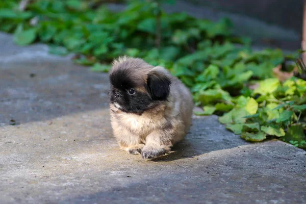 Pequeno Cachorrinho Pekingese Fofo Brincando Dia Ensolarado Quintal — Fotografia de Stock