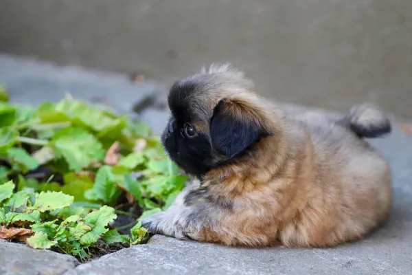 Küçük Tüylü Pekin Köpeği Bahçede Güneşli Bir Günde Oynuyor — Stok fotoğraf