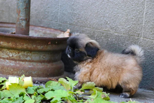 Little Fluffy Pekingese Puppy Playing Sunny Day Yard — Stock Photo, Image
