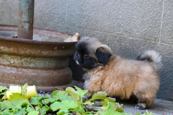Küçük tüylü Pekin köpeği bahçede güneşli bir günde oynuyor.