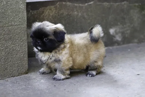 Kleine Pluizige Pekingese Puppy Spelen Een Zonnige Dag Tuin — Stockfoto