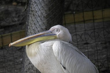 Pelikan kuş kafesinde dinleniyor.