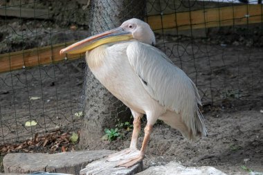 Pelikan kuş kafesinde dinleniyor.