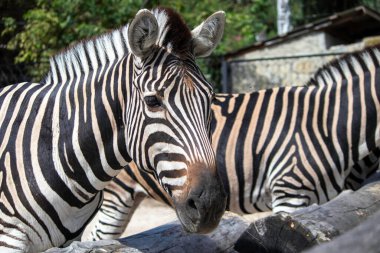 Kuşhanede yemek yiyen üzgün bir zebranın portresi.
