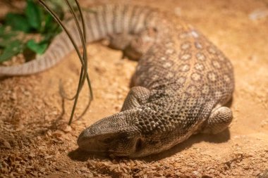 Kertenkeleler lambaların altında güneşleniyorlar.