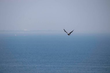 Kuş mavi denizin üzerinde süzülüyor.