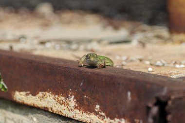 Güzel küçük yeşil kertenkele, güneşin altında güneşleniyor.