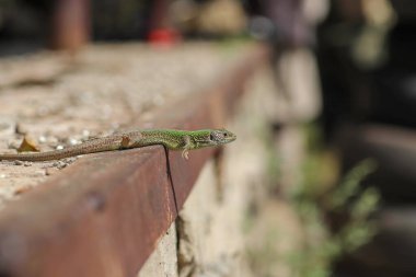 Güzel küçük yeşil kertenkele, güneşin altında güneşleniyor.