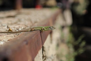 Güzel küçük yeşil kertenkele, güneşin altında güneşleniyor.
