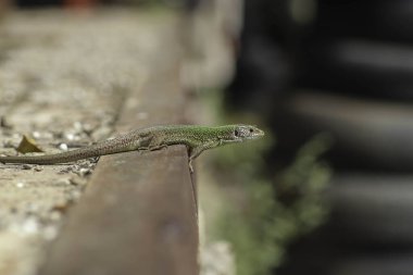 Güzel küçük yeşil kertenkele, güneşin altında güneşleniyor.