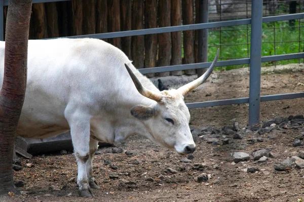 Ein Großes Gehörntes Weißes Tier Liegt Der Voliere Des Zoos — Stockfoto