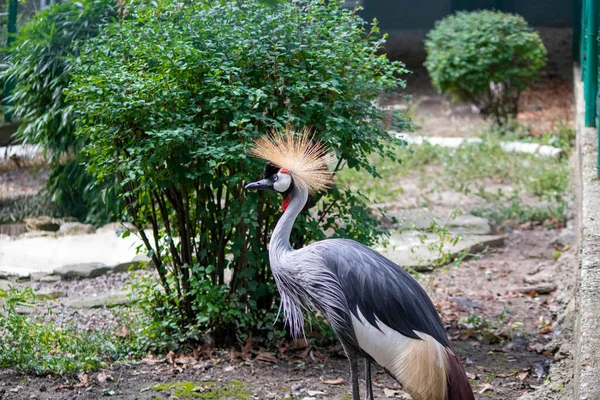 Piękny Ptak Iglicą Pozy Ptaszarni Zoo — Zdjęcie stockowe