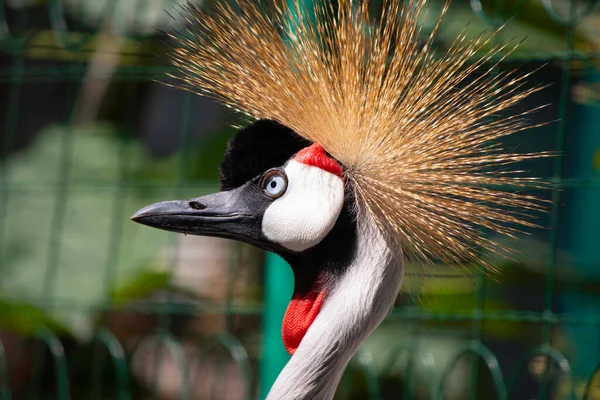 Bonito Pássaro Com Tufado Poses Aviário Zoológico — Fotografia de Stock