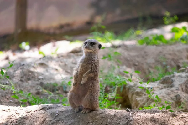 Meerkat Reposant Sur Une Bûche Dans Volière Animal Pelucheux Mignon — Photo