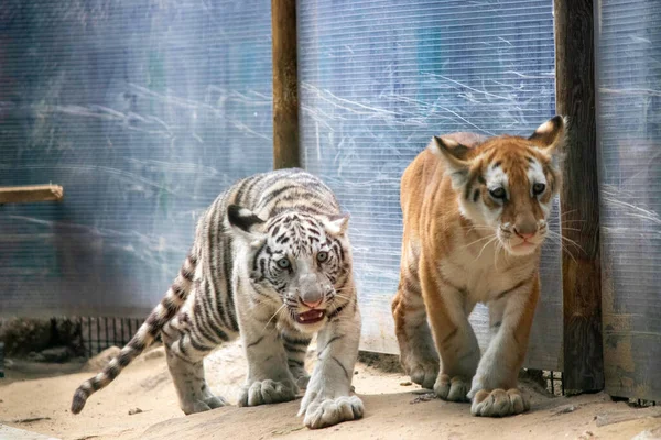 Θλιβερά Μικρά Λιονταράκια Στον Ζωολογικό Κήπο — Φωτογραφία Αρχείου
