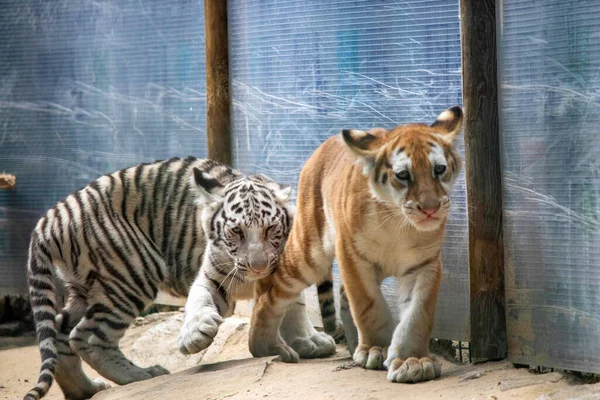 Sad Little Tiger Cubs Zoo Aviary — Stock Photo, Image