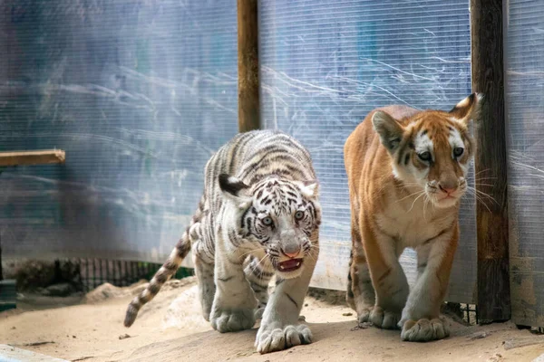 Tristes Petits Tigres Dans Volière Zoo — Photo
