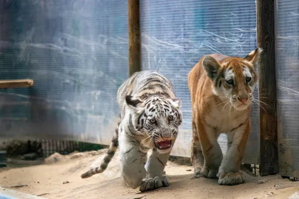 Tristes Petits Tigres Dans Volière Zoo — Photo