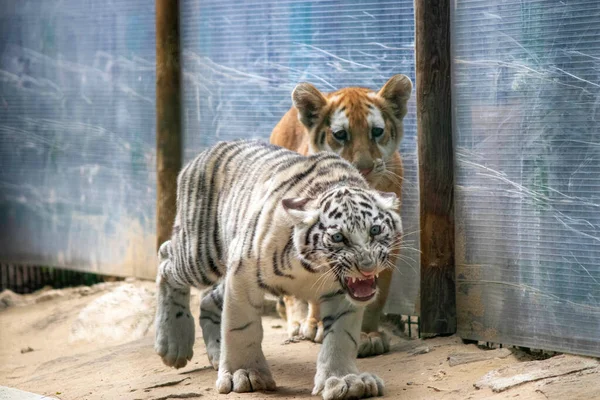 Tristes Petits Tigres Dans Volière Zoo — Photo