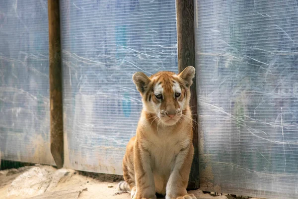 Tristes Petits Tigres Dans Volière Zoo — Photo