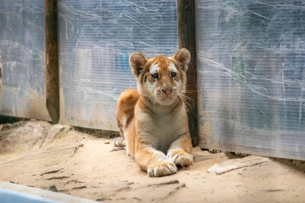 Сумні Маленькі Тигрові Дитинчата Зоопарку Вольєр — стокове фото