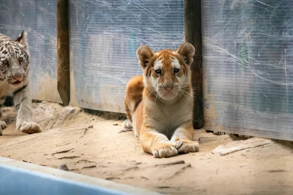 Θλιβερά Μικρά Λιονταράκια Στον Ζωολογικό Κήπο — Φωτογραφία Αρχείου