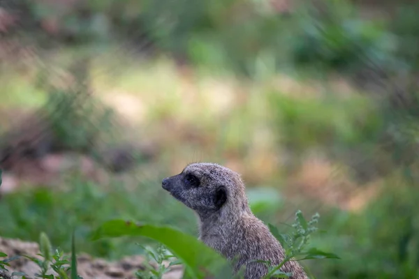 Meerkat Rustend Een Stam Zijn Volière Schattig Pluizig Dier — Stockfoto